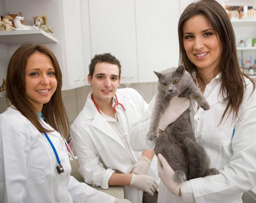 Лапароскопическая стерилизация кошки (с помощью прокола) в городе Ногинск Московской области