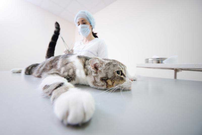 Лапароскопическая стерилизация кошки на дому (саморассасывающихся швами) в городе Ногинск Московской области
