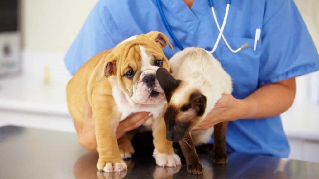 Вакцинировать животное собаку или кошку в городе Ногинск