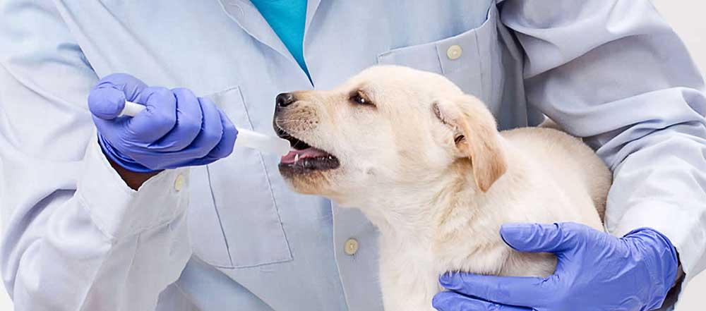 Плановая вакцинация животных (собаки, кошки) в городе Ногинск