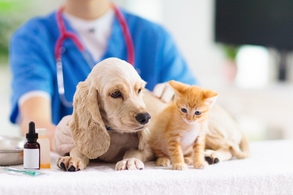 Вакцинация щенка, котенка в городе Ногинск Московской области