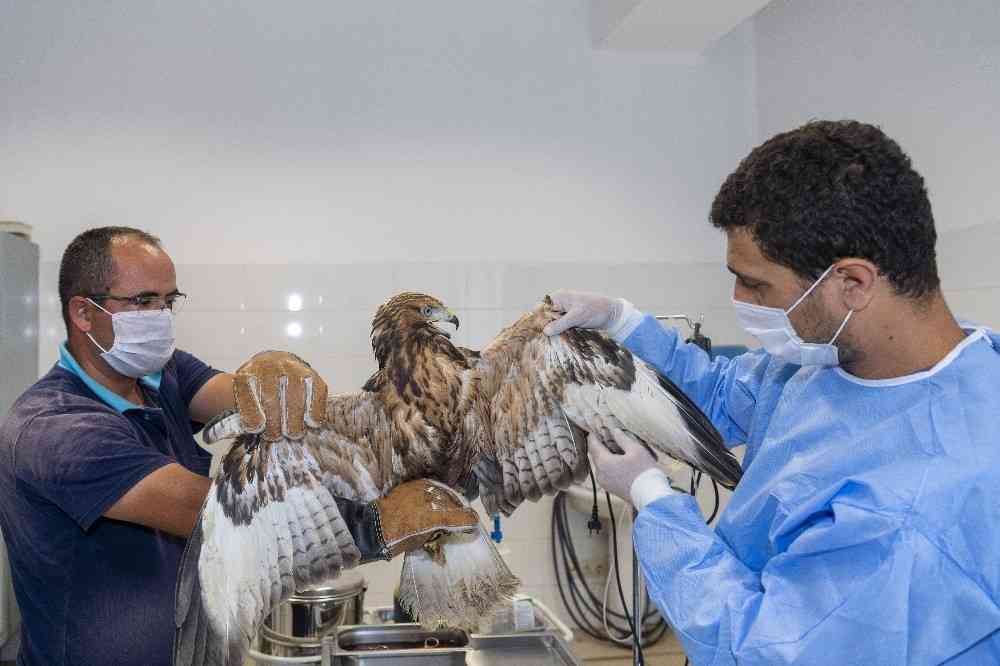 Лечение птиц в городе Ногинск