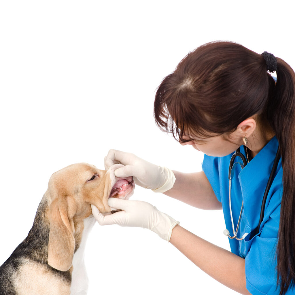Стоматолог для собаки, кошки в городе Ногинск