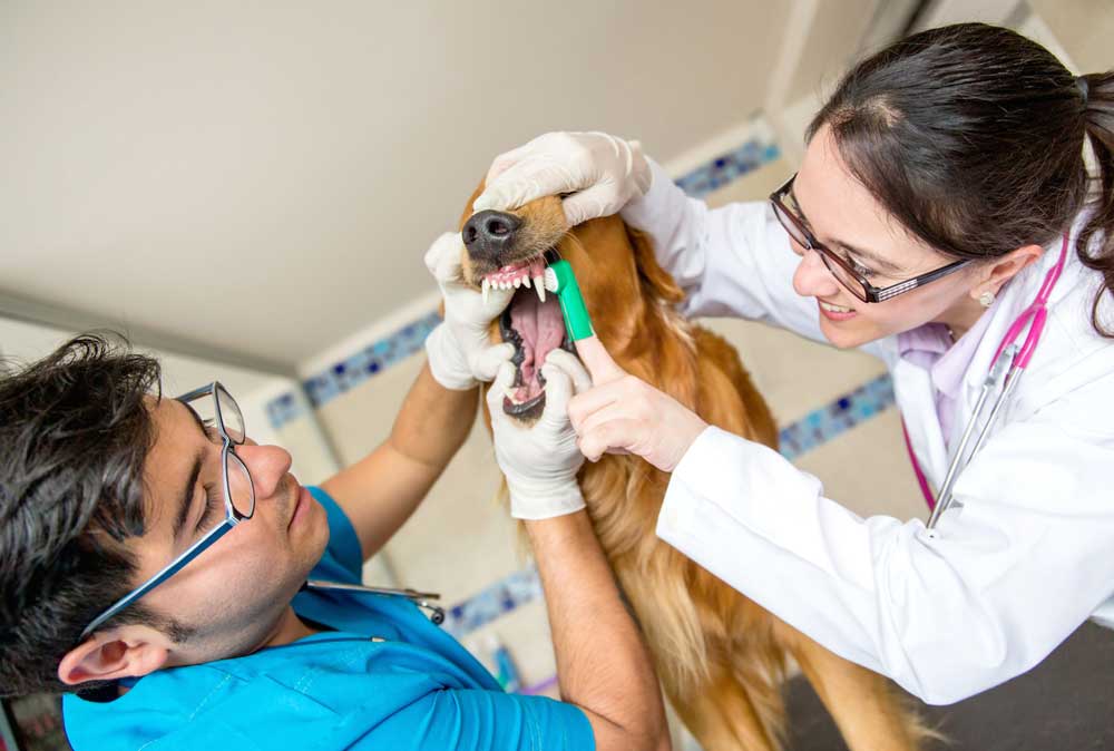 Удаление зубного камня у собак, кошек в городе Ногинск